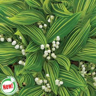 Variegated Lily of the Valley Thumbnail
